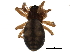  ( - BIOUG11725-A03)  @14 [ ] CreativeCommons - Attribution (2014) CBG Photography Group Centre for Biodiversity Genomics