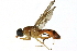  ( - BIOUG12960-A05)  @11 [ ] CreativeCommons - Attribution (2015) CBG Photography Group Centre for Biodiversity Genomics
