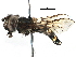  ( - BIOUG12409-C08)  @13 [ ] CreativeCommons - Attribution (2016) CBG Photography Group Centre for Biodiversity Genomics