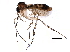  (Brachycampta rindeni - BIOUG12449-C06)  @15 [ ] CreativeCommons - Attribution (2015) CBG Photography Group Centre for Biodiversity Genomics