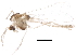  ( - BIOUG12457-D09)  @13 [ ] CreativeCommons - Attribution (2015) CBG Photography Group Centre for Biodiversity Genomics