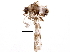  (Trichadenotecnum slossonae - BIOUG13895-B09)  @14 [ ] CreativeCommons - Attribution (2016) CBG Photography Group Centre for Biodiversity Genomics