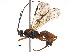  (Aleiodes rufipes - BIOUG16874-A10)  @14 [ ] CreativeCommons - Attribution (2015) CBG Photography Group Centre for Biodiversity Genomics