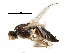  ( - BIOUG16947-A10)  @13 [ ] CreativeCommons - Attribution (2017) CBG Photography Group Centre for Biodiversity Genomics