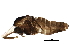  (Smittia sp. 3ES - BIOUG17035-G10)  @13 [ ] CreativeCommons - Attribution (2015) CBG Photography Group Centre for Biodiversity Genomics