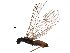  ( - BIOUG17052-E12)  @13 [ ] CreativeCommons - Attribution (2017) CBG Photography Group Centre for Biodiversity Genomics