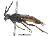 ( - BIOUG17053-C12)  @14 [ ] CreativeCommons - Attribution (2016) CBG Photography Group Centre for Biodiversity Genomics