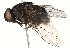  (Calliphora loewi - BIOUG17053-G12)  @14 [ ] CreativeCommons - Attribution (2015) CBG Photography Group Centre for Biodiversity Genomics