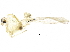 (Mesocricotopus sp. 1ES - BIOUG17105-A03)  @12 [ ] CreativeCommons - Attribution (2015) CBG Photography Group Centre for Biodiversity Genomics
