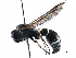  ( - BIOUG17252-H02)  @13 [ ] CreativeCommons - Attribution (2016) CBG Photography Group Centre for Biodiversity Genomics