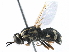  ( - BIOUG17253-C04)  @13 [ ] CreativeCommons - Attribution (2015) CBG Photography Group Centre for Biodiversity Genomics