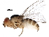  (Thaumatomyia trifasciata - BIOUG17554-H07)  @15 [ ] CreativeCommons - Attribution (2015) CBG Photography Group Centre for Biodiversity Genomics