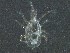 ( - BIOUG17559-E02)  @13 [ ] CreativeCommons - Attribution (2015) CBG Photography Group Centre for Biodiversity Genomics