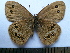  (Aphantopus arvensis - SAT-Aph-1-3)  @14 [ ] Copyright  zfyang@uoguelph.ca Unspecified