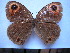  (Callerebia polyphemus - SAT-Cal-3-3)  @14 [ ] Copyright  zfyang@uoguelph.ca Unspecified