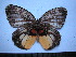  (Elymnias vasudeva - SAT-Ely-4-2)  @11 [ ] Copyright  zfyang@uoguelph.ca Unspecified