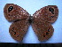  ( - SAT-Lox-4-1)  @13 [ ] Copyright  zfyang@uoguelph.ca Unspecified