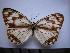  (Melanargia halimede - SAT-Mel-4-2)  @13 [ ] Copyright  zfyang@uoguelph.ca Unspecified