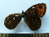  ( - SAT-Prl-2-2)  @11 [ ] Copyright  zfyang@uoguelph.ca Unspecified
