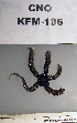  (Ophiopteridae - OGL-E01714)  @11 [ ] No Rights Reserved (2009) Unspecified Coastal Marine Biolabs