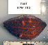  (Apostichopus parvimensis - OGL-E01752)  @11 [ ] No Rights Reserved (2009) Unspecified Coastal Marine Biolabs