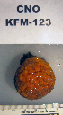  ( - KFM-123)  @11 [ ] No Rights Reserved  Unspecified Unspecified