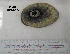  ( - OGL-E01546)  @11 [ ] No Rights Reserved (2009) Unspecified Coastal Marine Biolabs