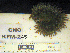  ( - KFM-245)  @11 [ ] No Rights Reserved  Unspecified Unspecified