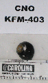  ( - KFM-403)  @11 [ ] No Rights Reserved  Unspecified Unspecified