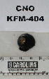  ( - KFM-404)  @11 [ ] No Rights Reserved  Unspecified Unspecified