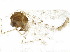  ( - BIOUG04564-G08)  @13 [ ] CreativeCommons - Attribution (2015) CBG Photography Group Centre for Biodiversity Genomics