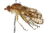 (Tetanocera valida - BIOUG04920-E10)  @15 [ ] CreativeCommons - Attribution (2014) CBG Photography Group Centre for Biodiversity Genomics