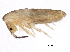  ( - BIOUG04503-F01)  @14 [ ] CreativeCommons - Attribution (2013) CBG Photography Group Centre for Biodiversity Genomics