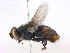  ( - BIOUG04921-E06)  @14 [ ] CreativeCommons - Attribution (2012) CBG Photography Group Centre for Biodiversity Genomics