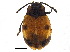  ( - BIOUG03168-H10)  @11 [ ] CreativeCommons - Attribution (2018) CBG Photography Group Centre for Biodiversity Genomics