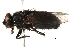  (Protocalliphora - BIOUG04921-F06)  @15 [ ] CreativeCommons - Attribution (2015) CBG Photography Group Centre for Biodiversity Genomics