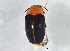  (Triplax thoracica - BIOUG07122-D11)  @13 [ ] CreativeCommons - Attribution (2014) CBG Photography Group Centre for Biodiversity Genomics