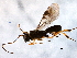  ( - BIOUG07422-G03)  @13 [ ] CreativeCommons - Attribution (2014) CBG Photography Group Centre for Biodiversity Genomics