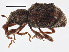  (Sthereus - BIOUG03100-A04)  @15 [ ] CreativeCommons - Attribution (2013) CBG Photography Group Centre for Biodiversity Genomics