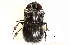  (Copris nubilosus - BIOUG15801-C04)  @12 [ ] CreativeCommons - Attribution (2015) CBG Photography Group Centre for Biodiversity Genomics