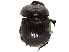  ( - BIOUG28443-B02)  @11 [ ] CreativeCommons - Attribution (2018) CBG Photography Group Centre for Biodiversity Genomics