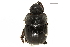  ( - BIOUG28443-B03)  @11 [ ] CreativeCommons - Attribution (2018) CBG Photography Group Centre for Biodiversity Genomics