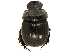  ( - BIOUG28443-B09)  @11 [ ] CreativeCommons - Attribution (2018) CBG Photography Group Centre for Biodiversity Genomics