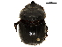  ( - BIOUG28443-C03)  @11 [ ] CreativeCommons - Attribution (2018) CBG Photography Group Centre for Biodiversity Genomics