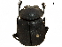  ( - BIOUG28443-D10)  @11 [ ] CreativeCommons - Attribution (2018) CBG Photography Group Centre for Biodiversity Genomics