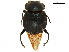  ( - BIOUG28443-H08)  @11 [ ] CreativeCommons - Attribution (2018) CBG Photography Group Centre for Biodiversity Genomics