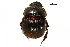  ( - BIOUG28444-F04)  @11 [ ] CreativeCommons - Attribution (2018) CBG Photography Group Centre for Biodiversity Genomics