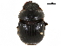  ( - BIOUG28444-F12)  @11 [ ] CreativeCommons - Attribution (2018) CBG Photography Group Centre for Biodiversity Genomics