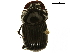  ( - BIOUG28572-B05)  @11 [ ] CreativeCommons - Attribution (2018) CBG Photography Group Centre for Biodiversity Genomics