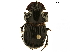  ( - BIOUG28572-D12)  @11 [ ] CreativeCommons - Attribution (2018) CBG Photography Group Centre for Biodiversity Genomics